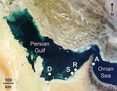 Species-Specific Coral Calcification Responses to the Extreme Environment of the Southern Persian Gulf